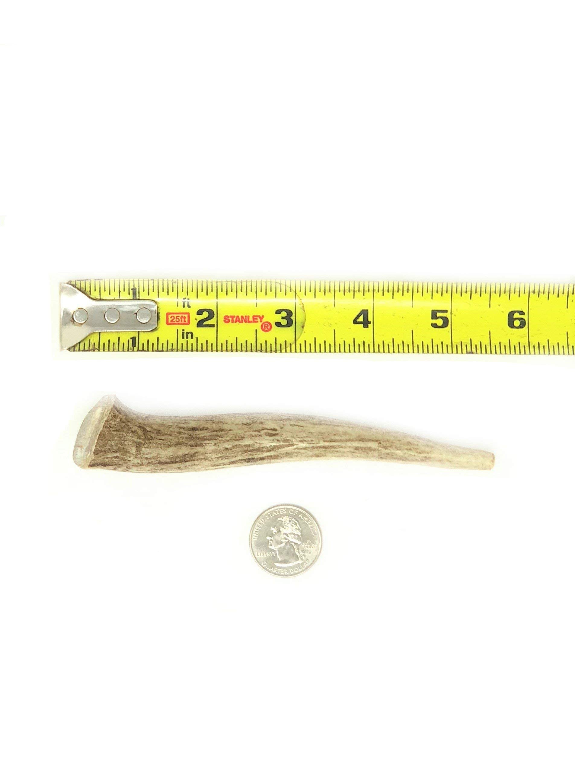 Natural Dakota Half-Pint small-dog-use antler demonstrates ideal size for tiny breeds.