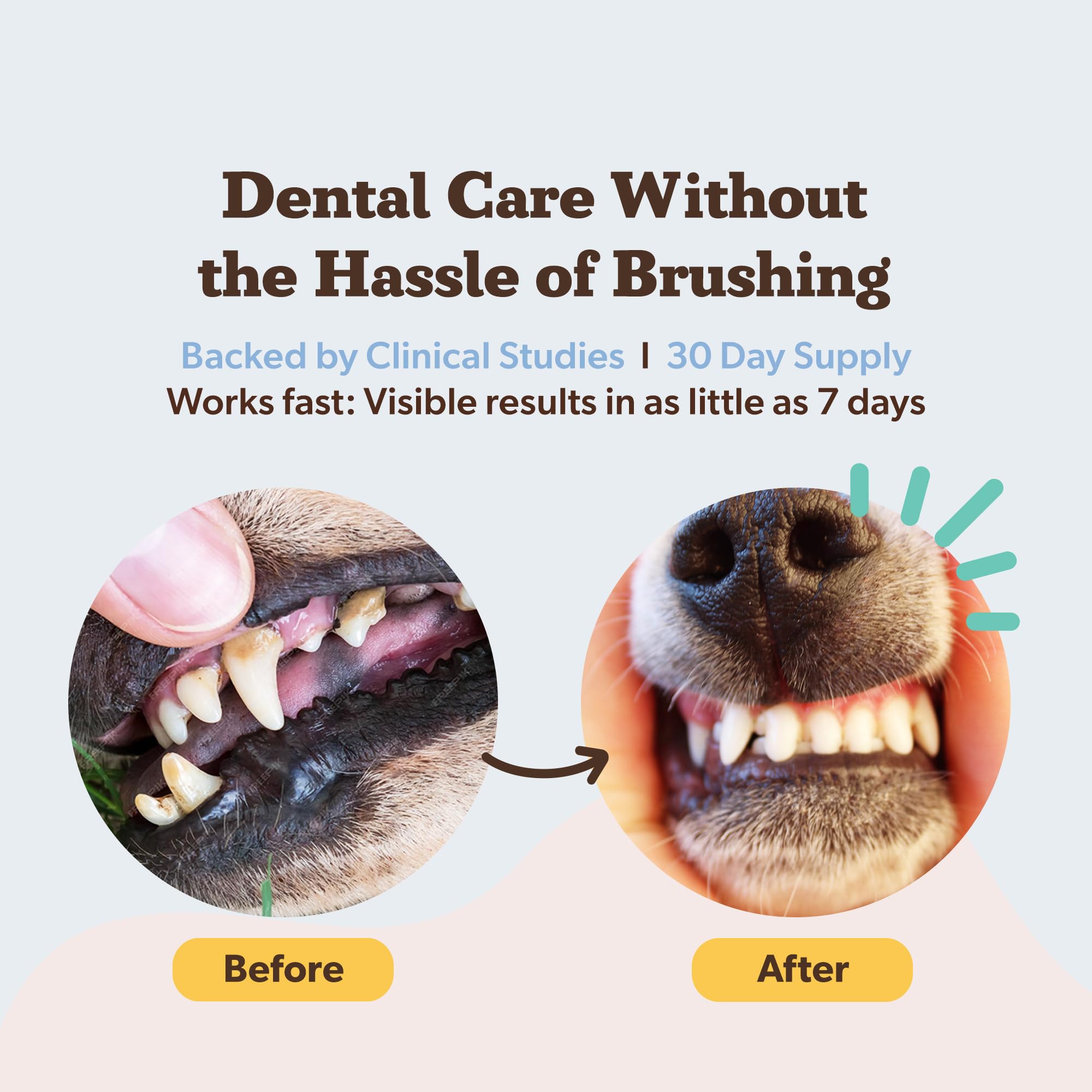 Natural Dog Company dental powder sprinkled on dog food during mealtime.