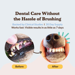 Natural Dog Company dental powder sprinkled on dog food during mealtime.