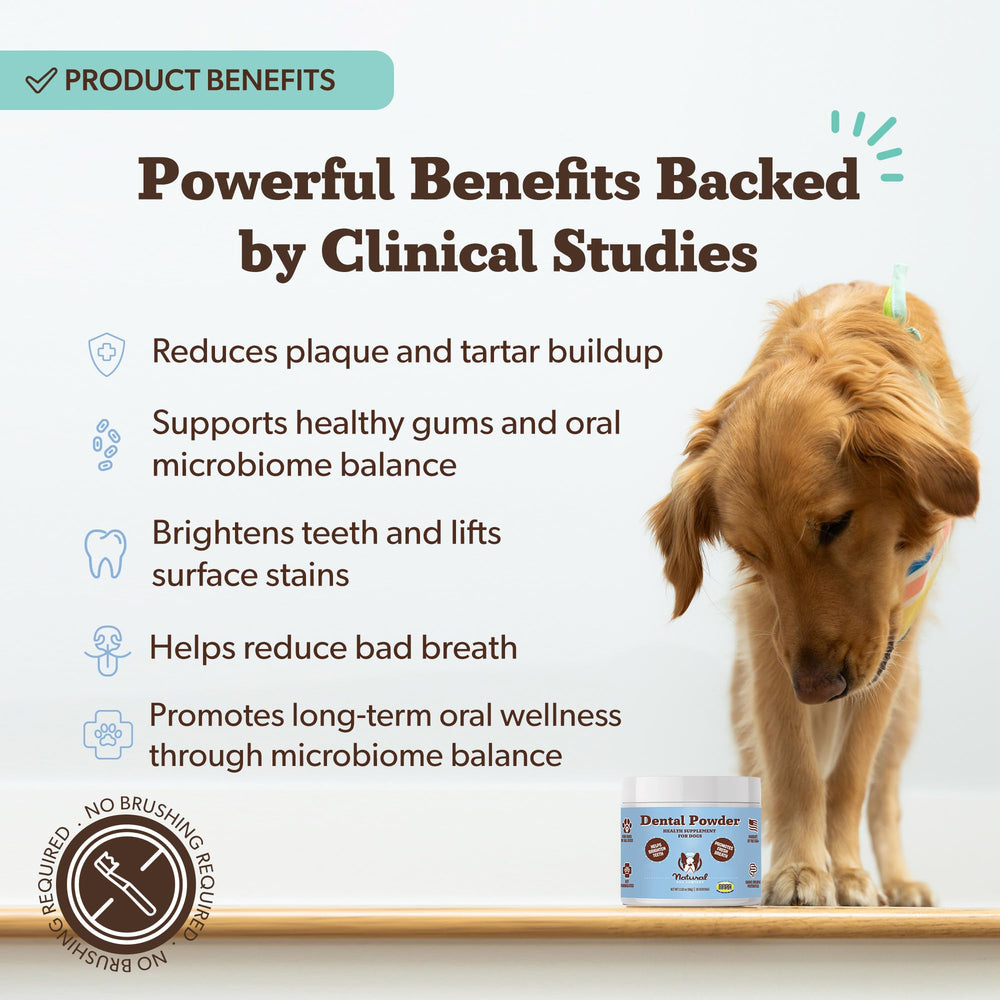 Natural Dog Company dental powder near dog teeth close-up highlights fresh breath potential.