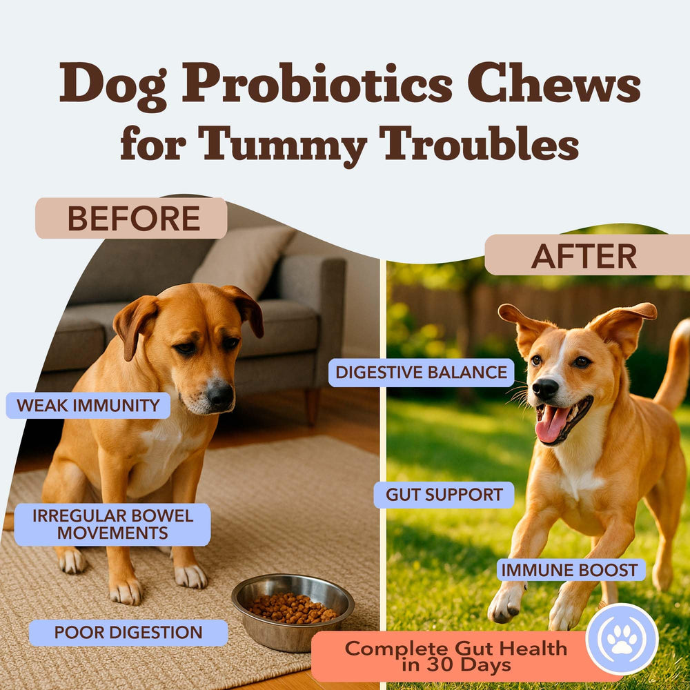 Natural Dog Company Gut Health Chews bottle label highlights probiotics and prebiotics for gut balance