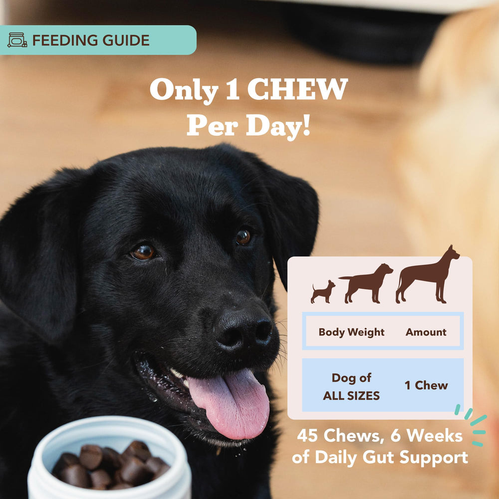 Natural Dog Company Gut Health Chews enzyme blend highlights protease, lipase, amylase benefits