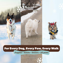 Natural Dog Company balm protecting paws during walks on hot pavement