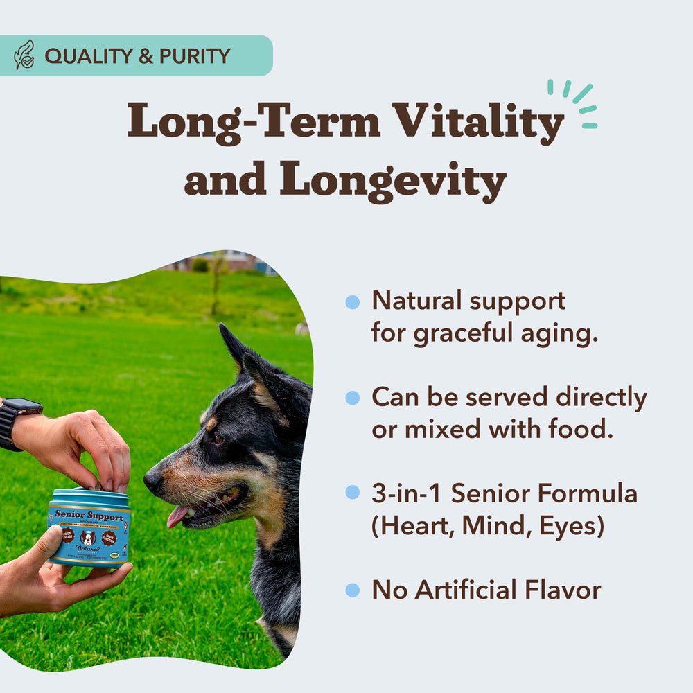Natural Dog Company senior lions-mane ingredient chew supports memory and focus in aging dogs.