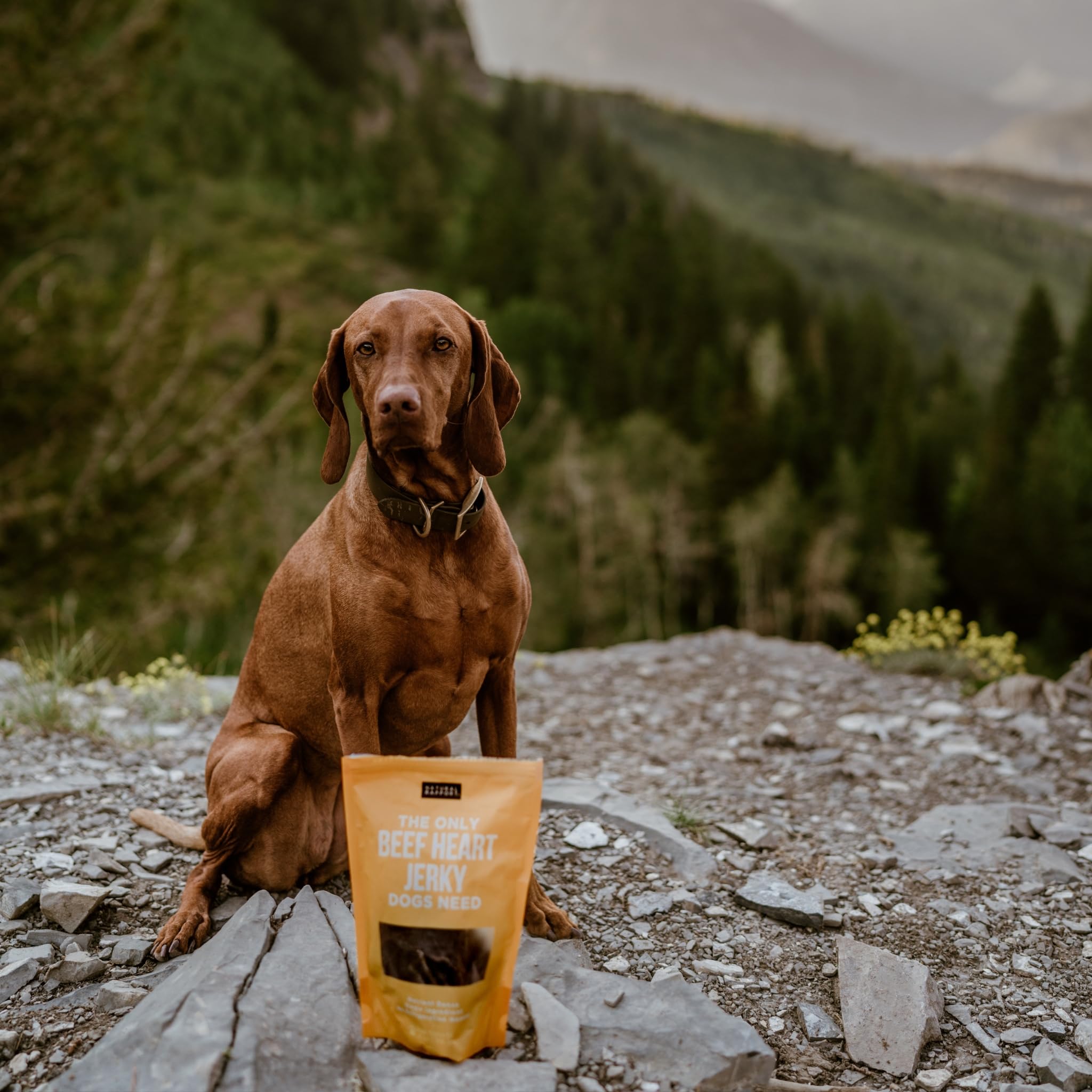Natural Rapport dehydrated beef heart for dogs preserves flavor and nutrients.