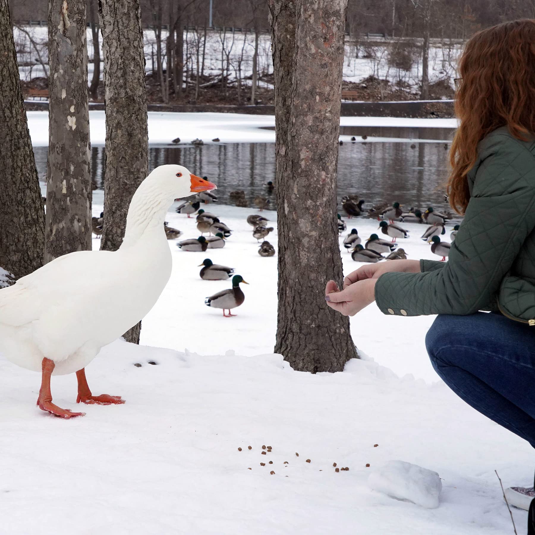 Natural Waterscapes waterfowl feed balanced fiber and protein for digestion.