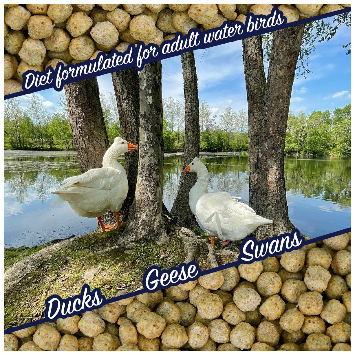 Natural Waterscapes Waterfowl Feed with swans and geese on a lake highlights broad waterfowl diet fit