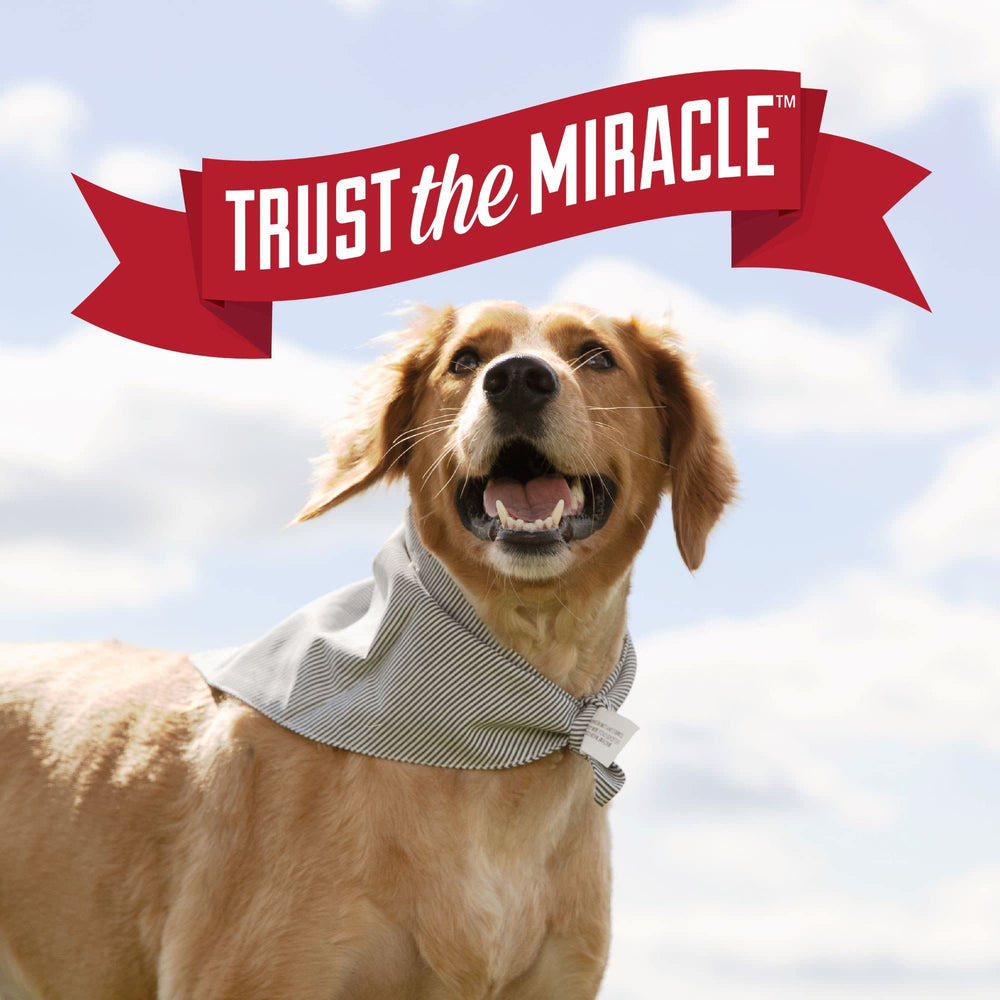 Nature's Miracle Urine Destroyer Plus foam application on carpet for deep-clean results