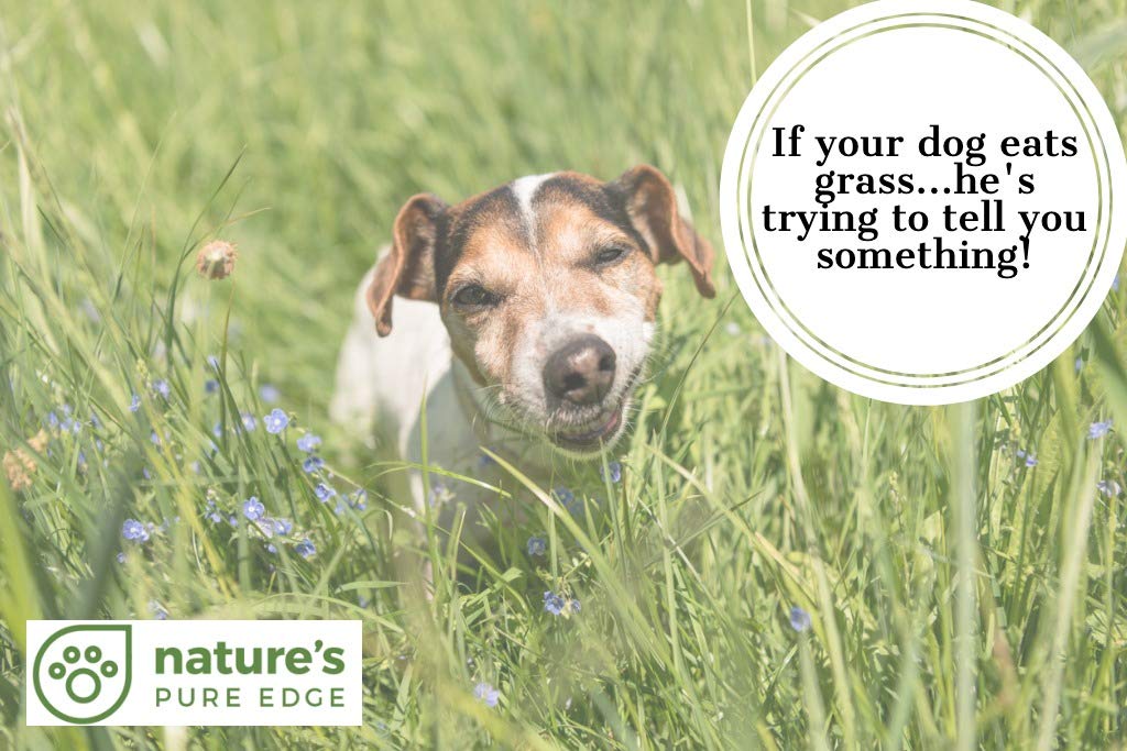Nature's Pure Edge Poop Fixer chicken-flavored powder loved by dogs and cats.