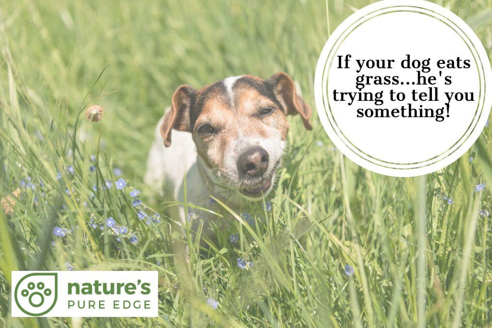 Nature's Pure Edge Poop Fixer chicken-flavored powder loved by dogs and cats.