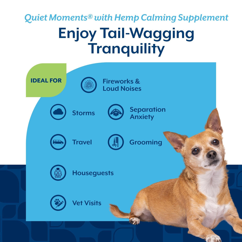 NaturVet Quiet Moments dog relaxing on couch after treat, stress relief possibility.