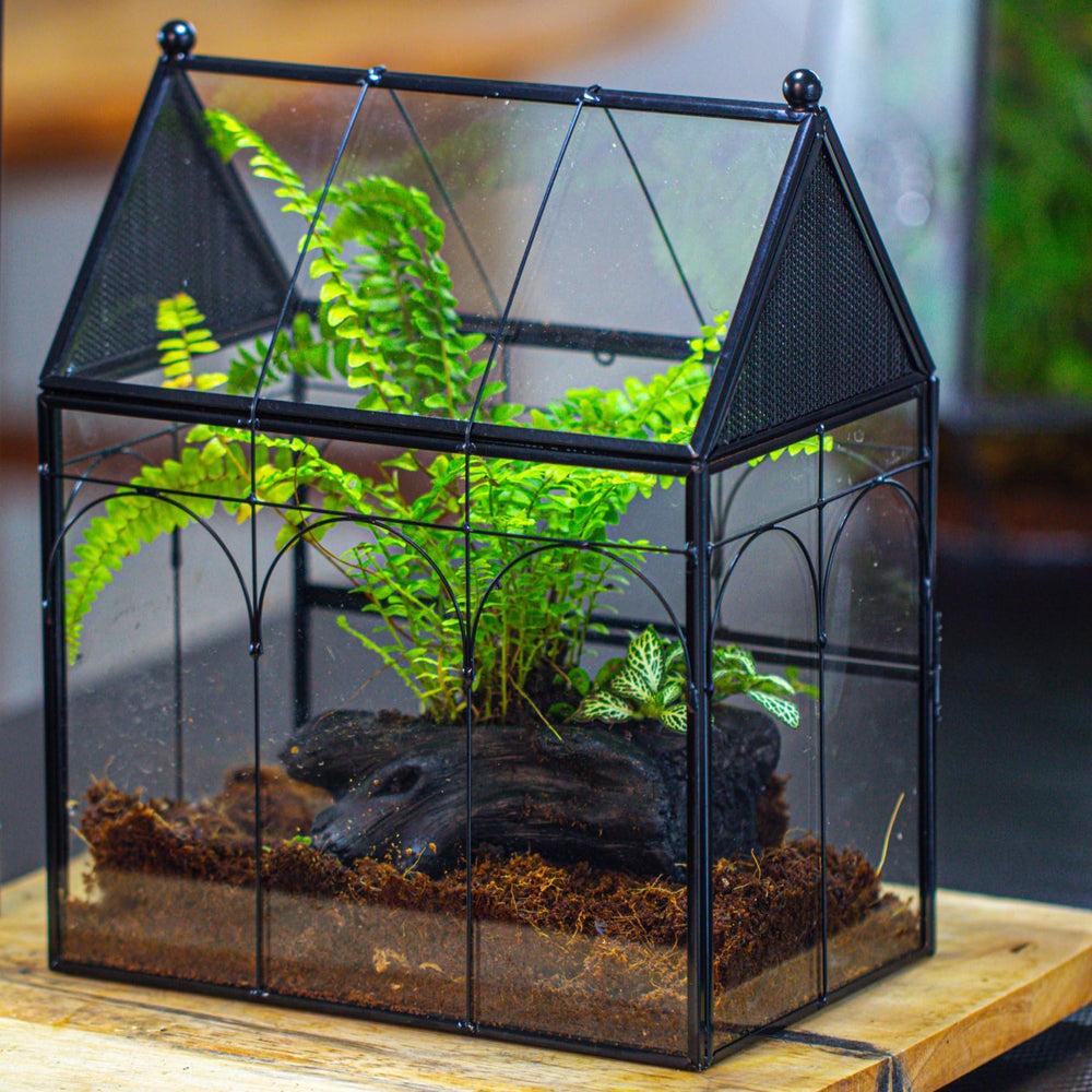 NCYP black housing terrarium complements decor while housing tiny ecosystems.