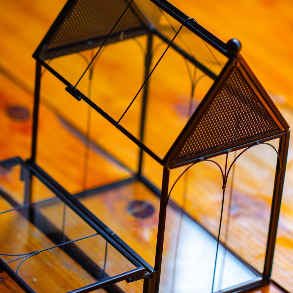 NCYP terrarium black frame complements shelves while housing tiny creatures