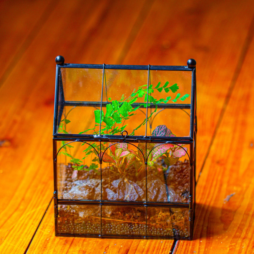 NCYP terrarium interior view reveals space for webs and resting