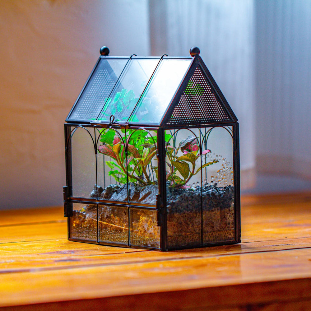 NCYP terrarium suited for jumping spiders, offering secure habitat