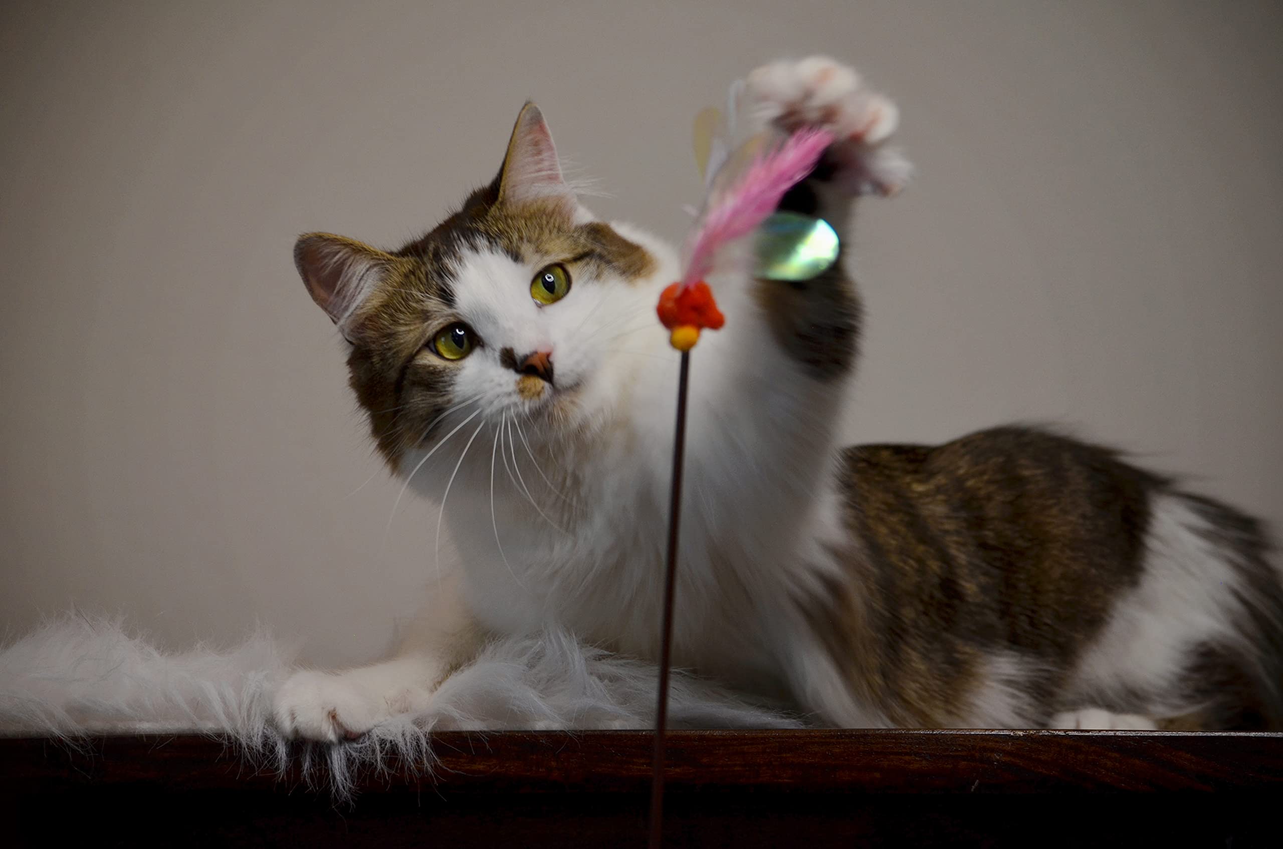 NECOICHI Cat Wand supports interactive play and exercise during sessions.