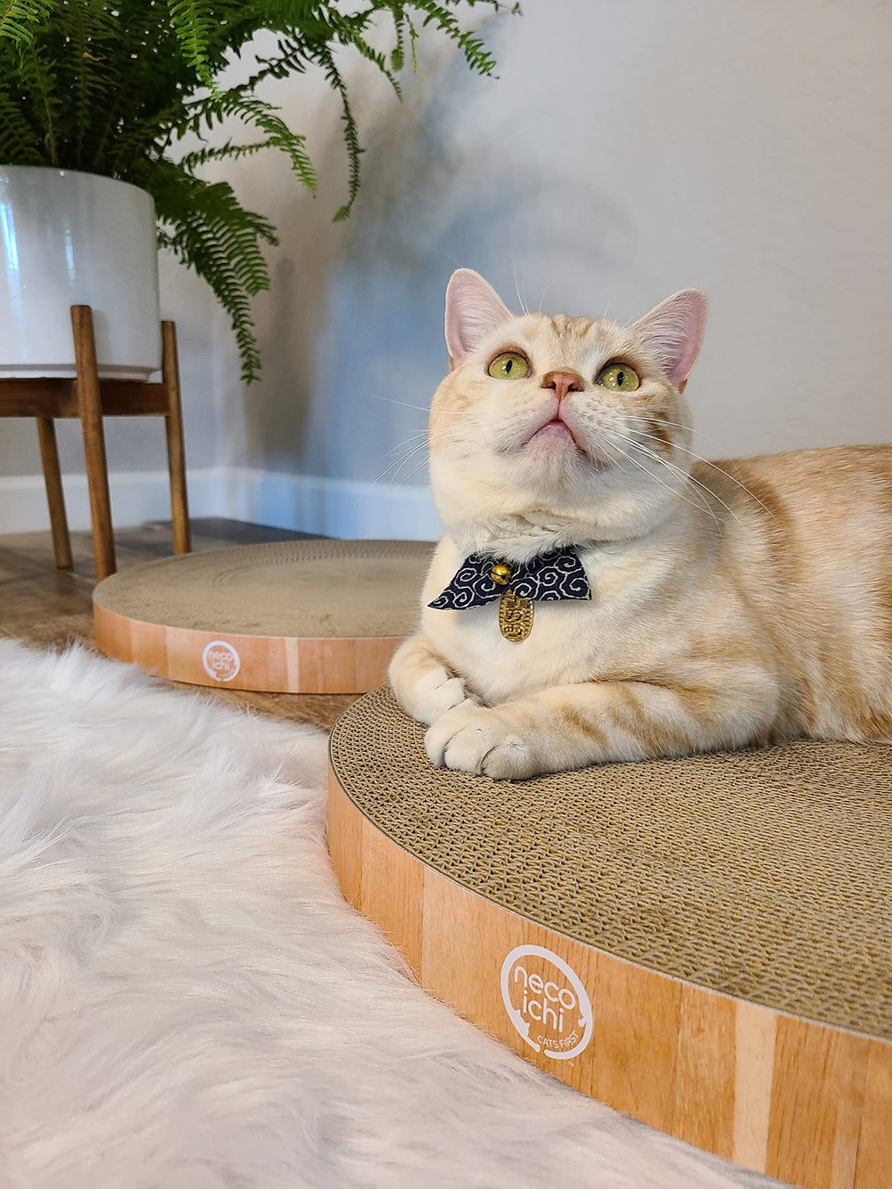 Necoichi cat scratcher bowl regular oak scratching pad dual-sided wear