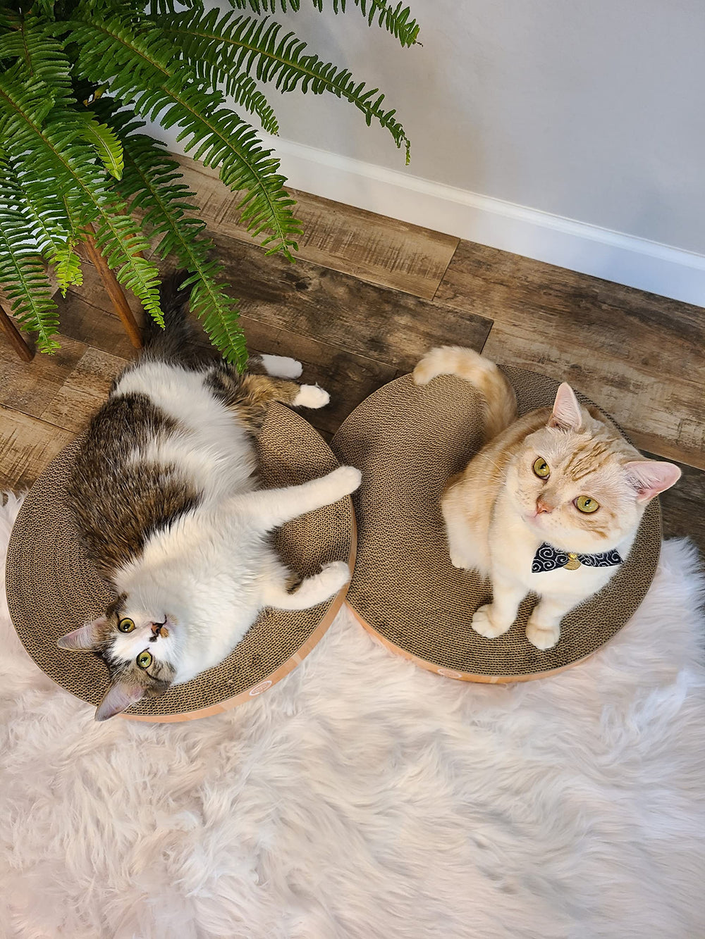 Necoichi cat scratcher bowl regular oak side panel durable recycled material