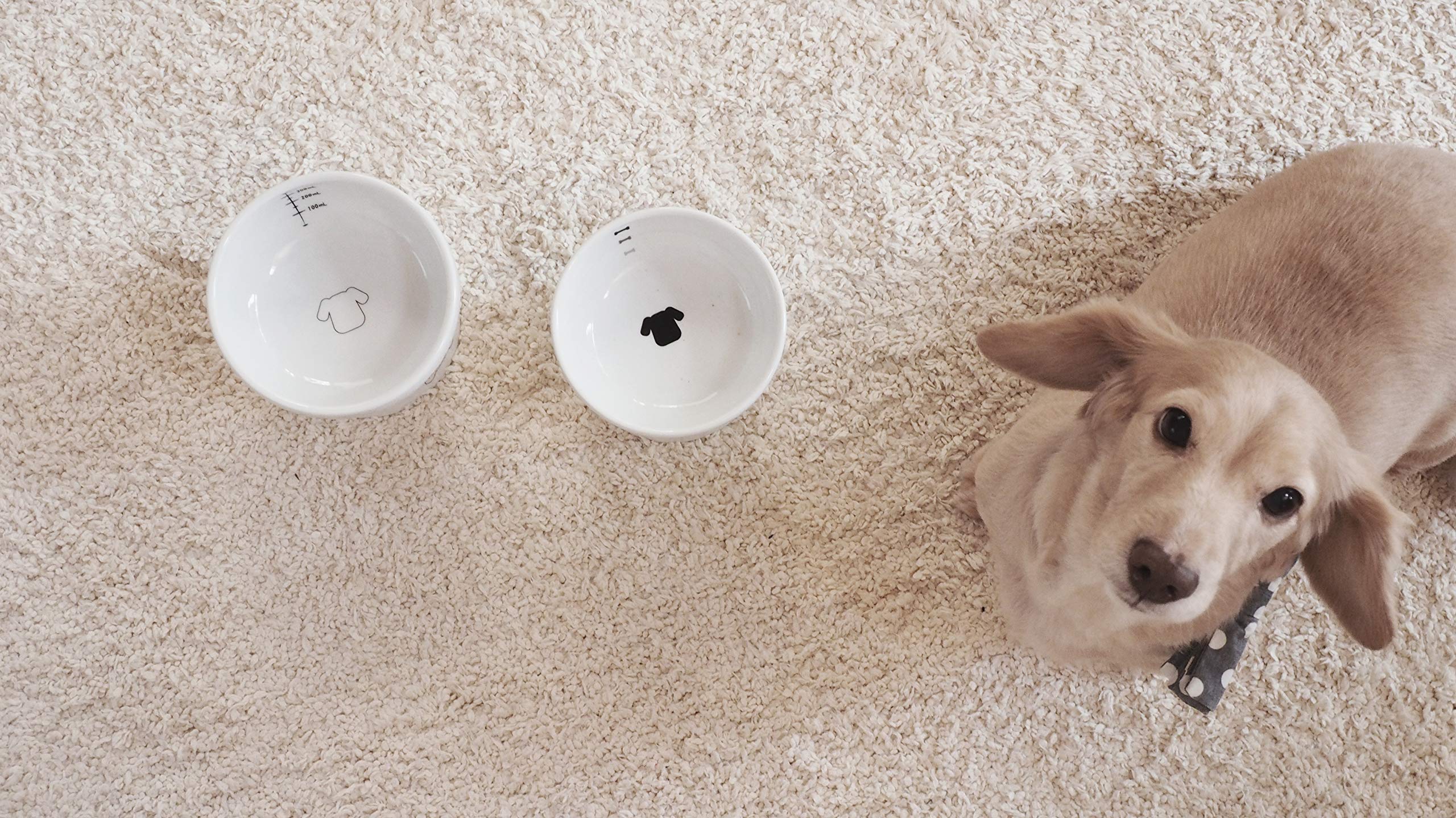 NECOICHI elegant feeding station enhances room decor