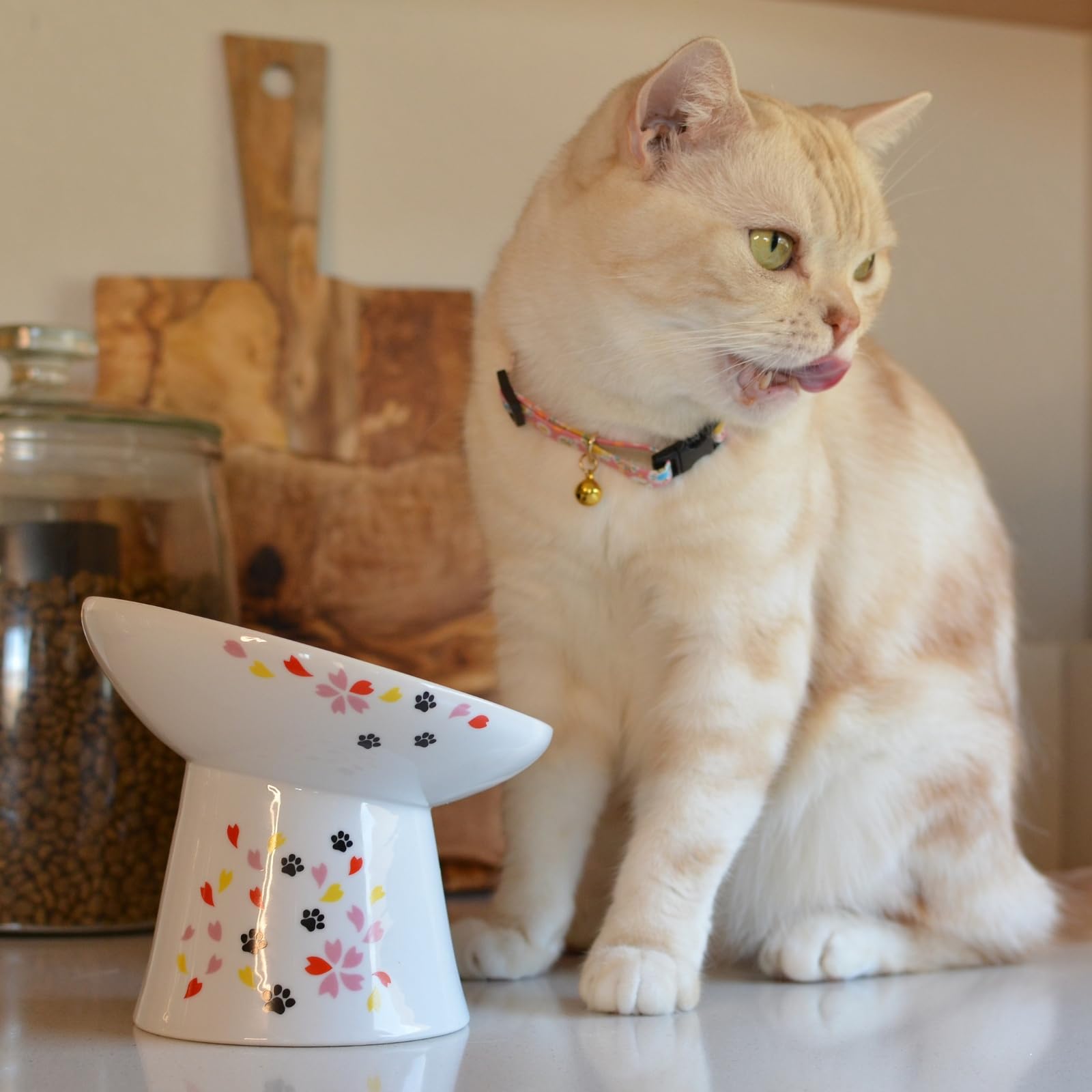 NECOICHI flat-faced cats benefit from a gentle-eating elevation.