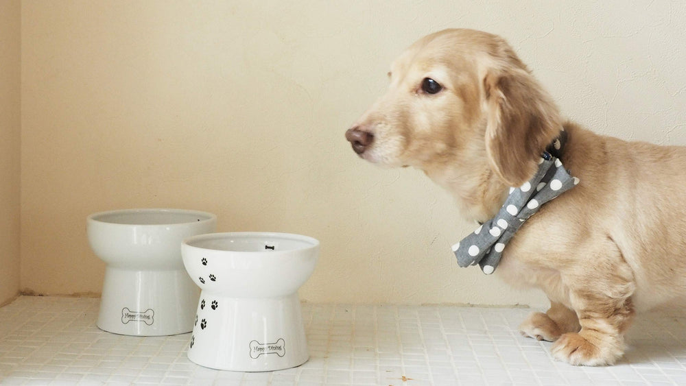NECOICHI porcelain pet bowl adds chic, pet-safe style