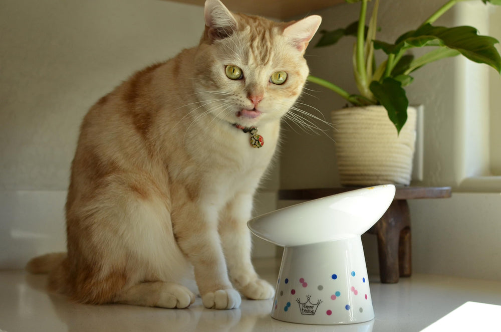 Necoichi raised cat bowl dishwasher-safe for easy cleanup after meals.