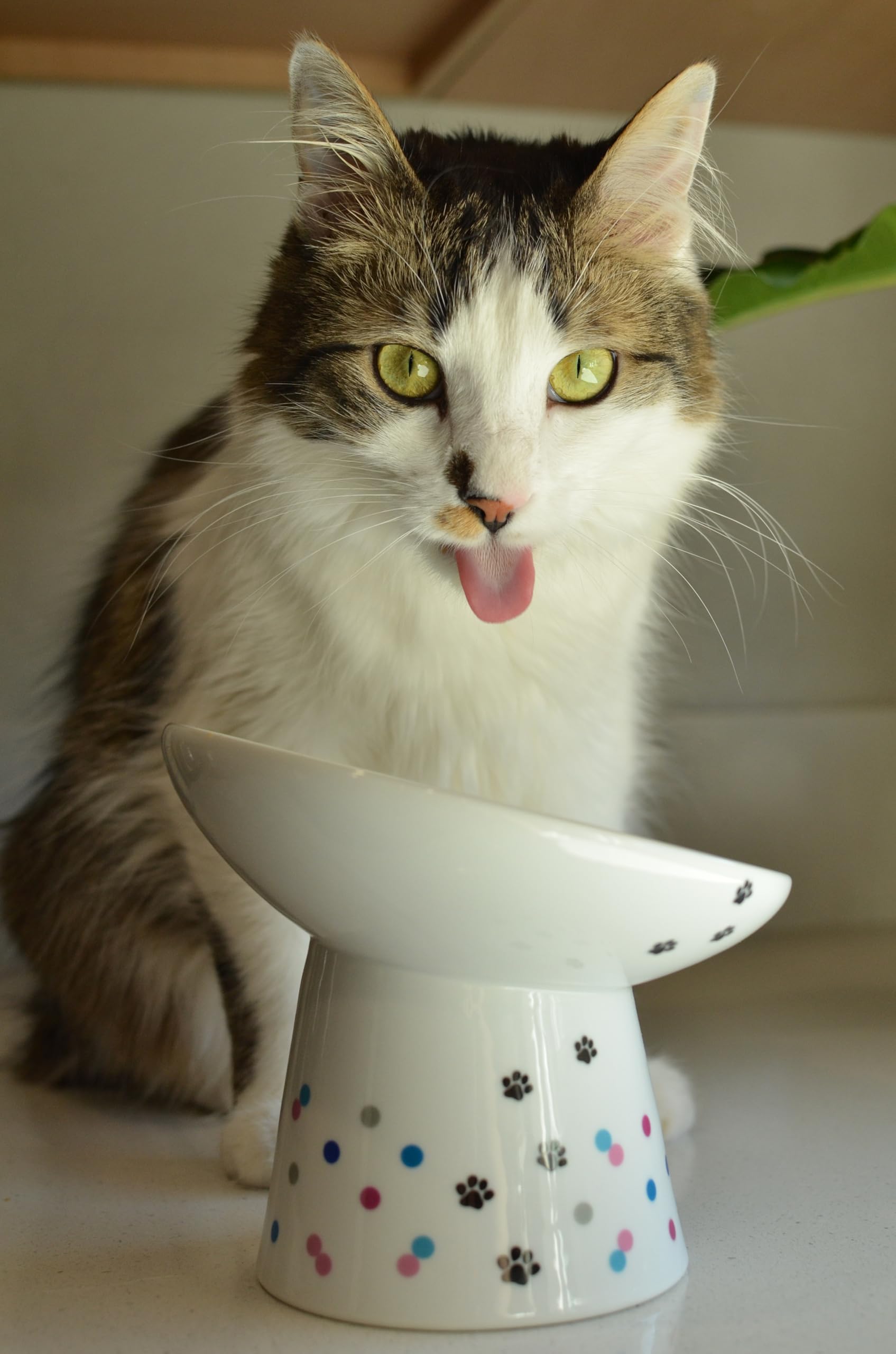 Necoichi raised cat bowl microwave-safe for convenient reheating and care.
