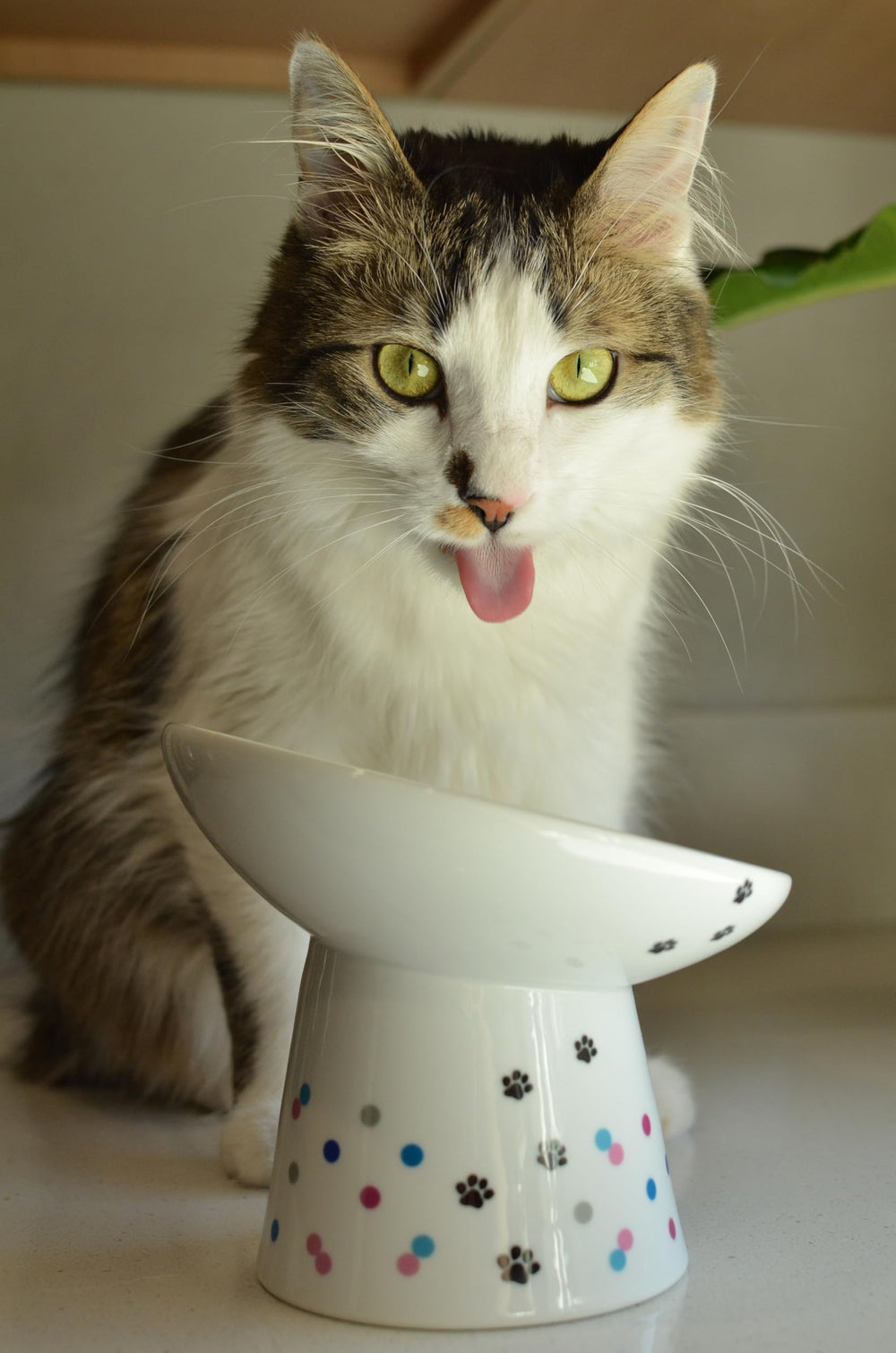 Necoichi raised cat bowl microwave-safe for convenient reheating and care.