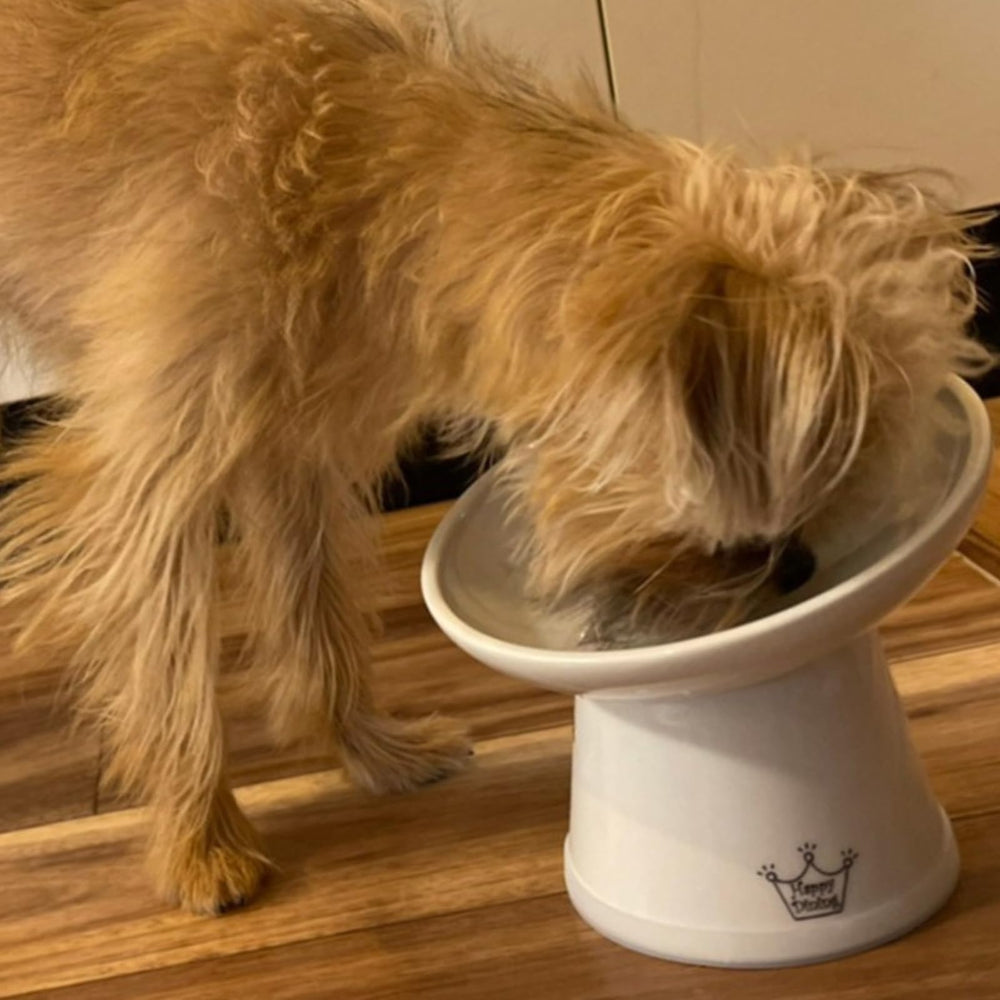 Necoichi raised dog food bowl in-use shows stable feeding session