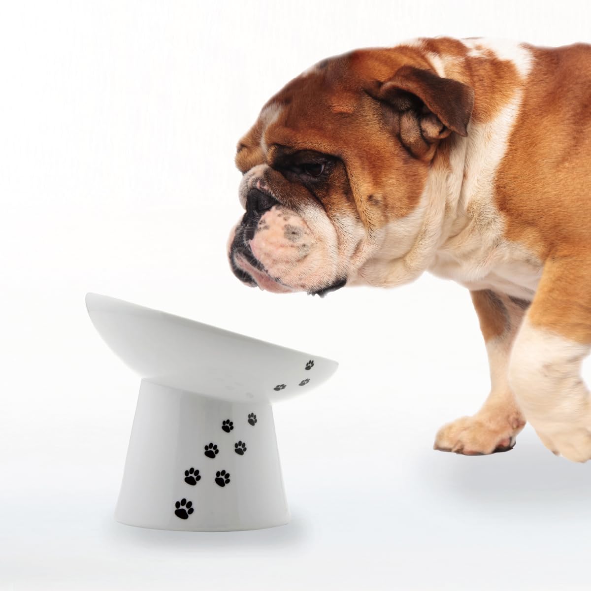 Necoichi raised dog food bowl tilted design improves center feeding and reduces whisker strain