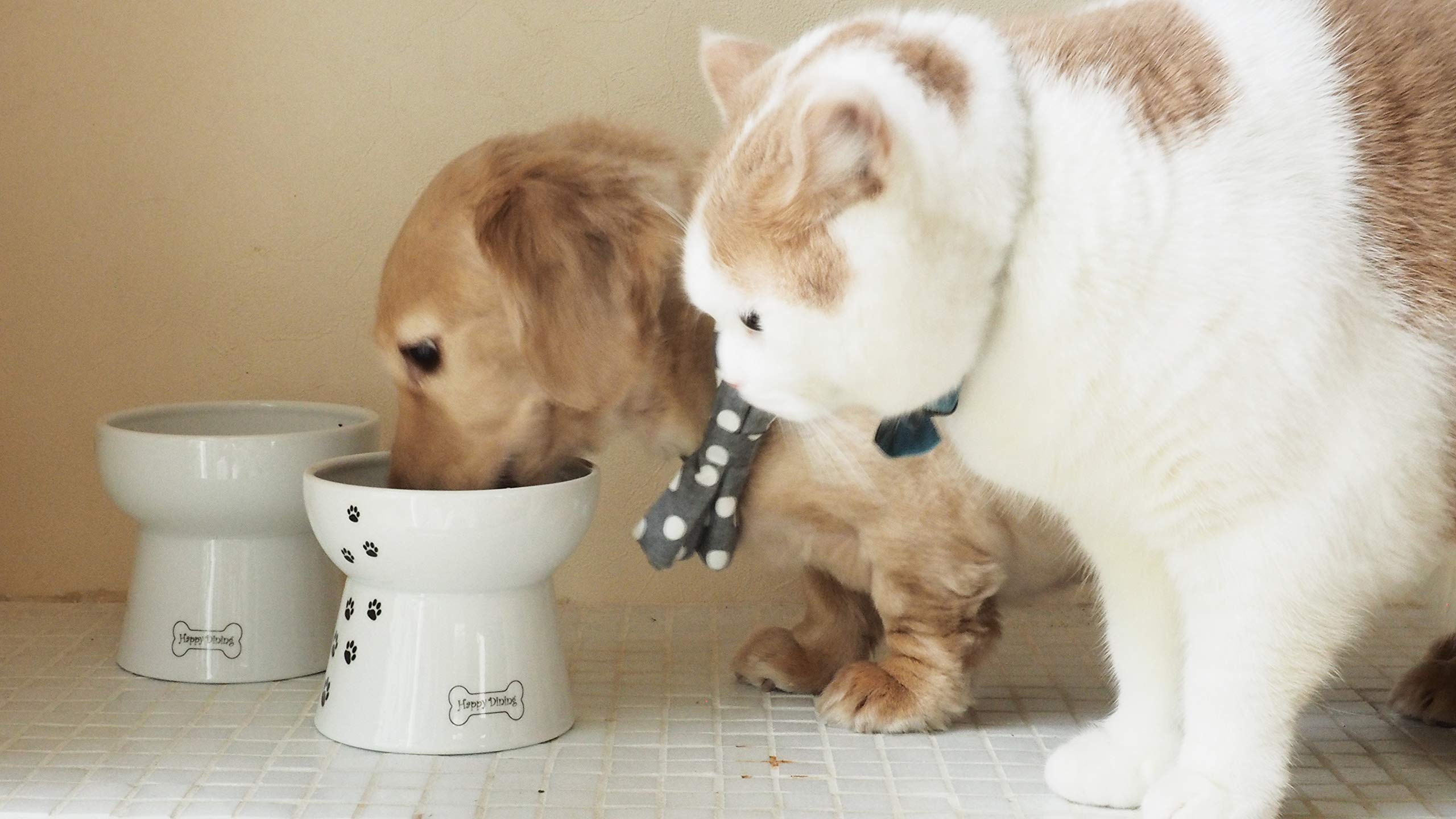 NECOICHI small-dog-friendly stand fits compact spaces