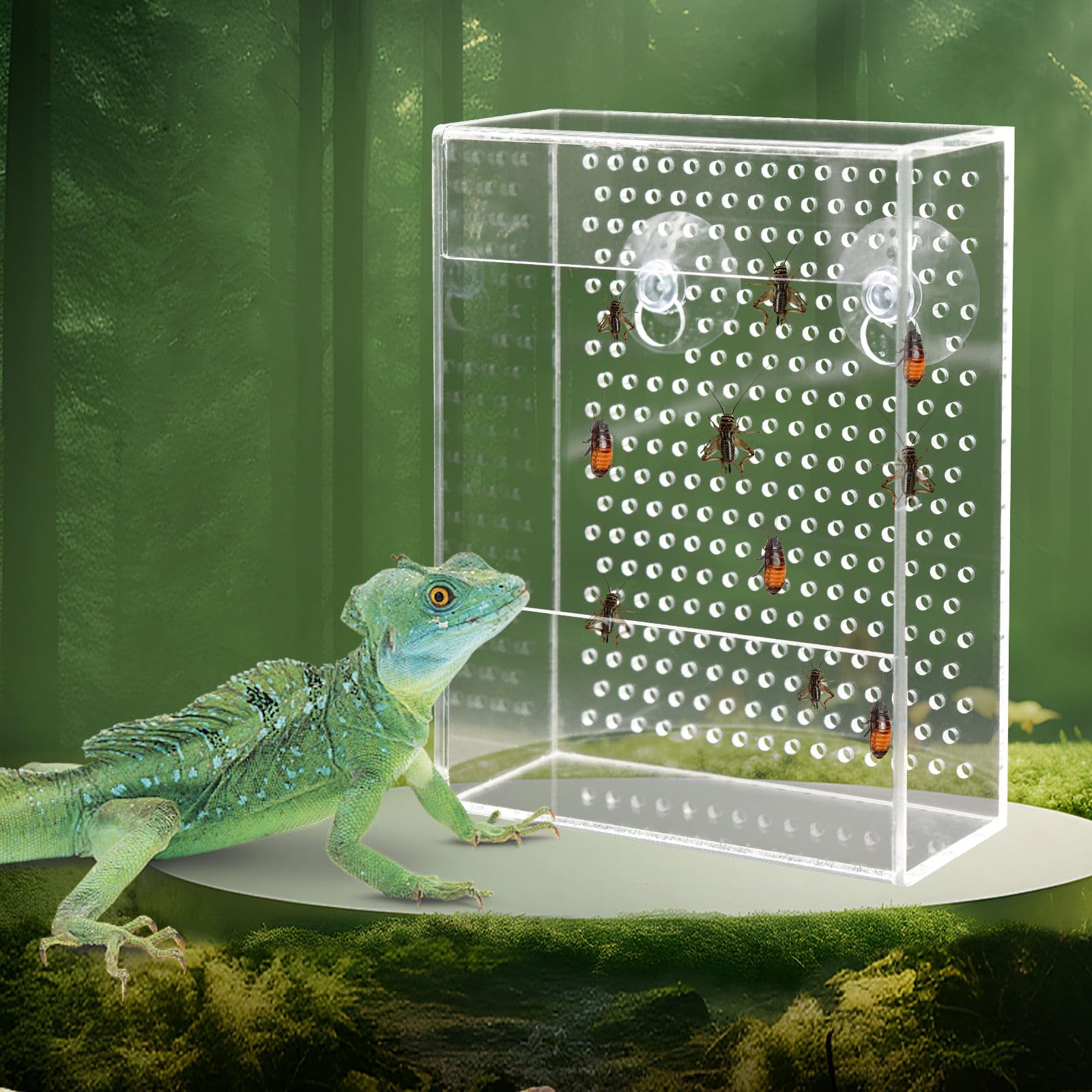 Neeenn bearded dragon feeder box inside tank shows secure insect access and clear viewing.