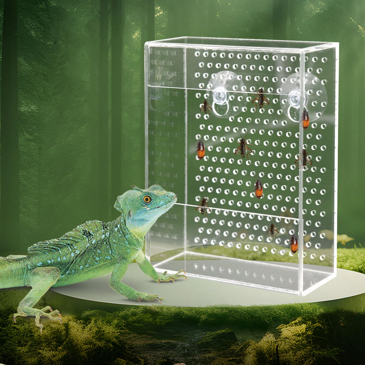 Neeenn bearded dragon feeder box inside tank shows secure insect access and clear viewing.