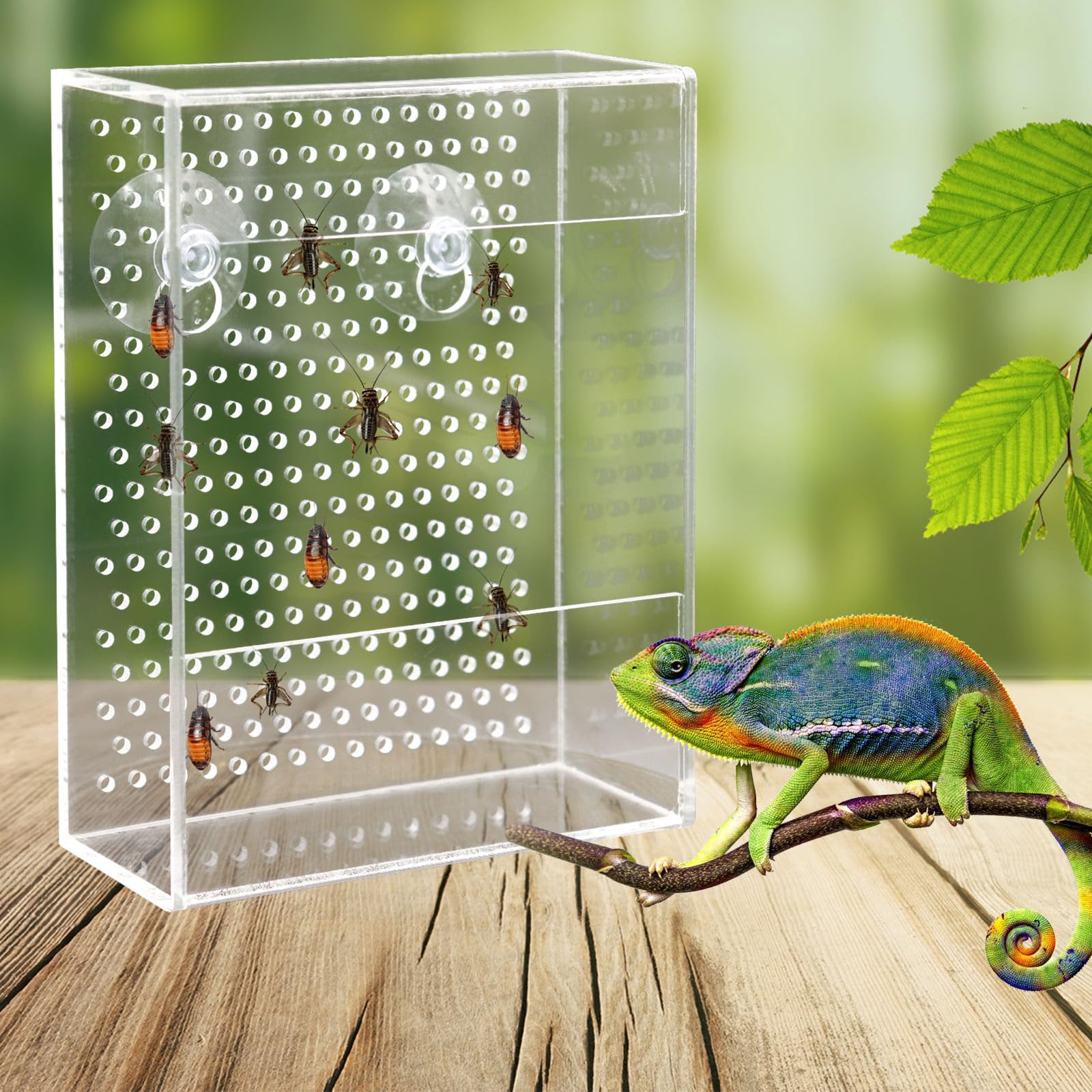 Neeenn bearded dragon feeder wall-mount suction cups provide stable feeding spot.