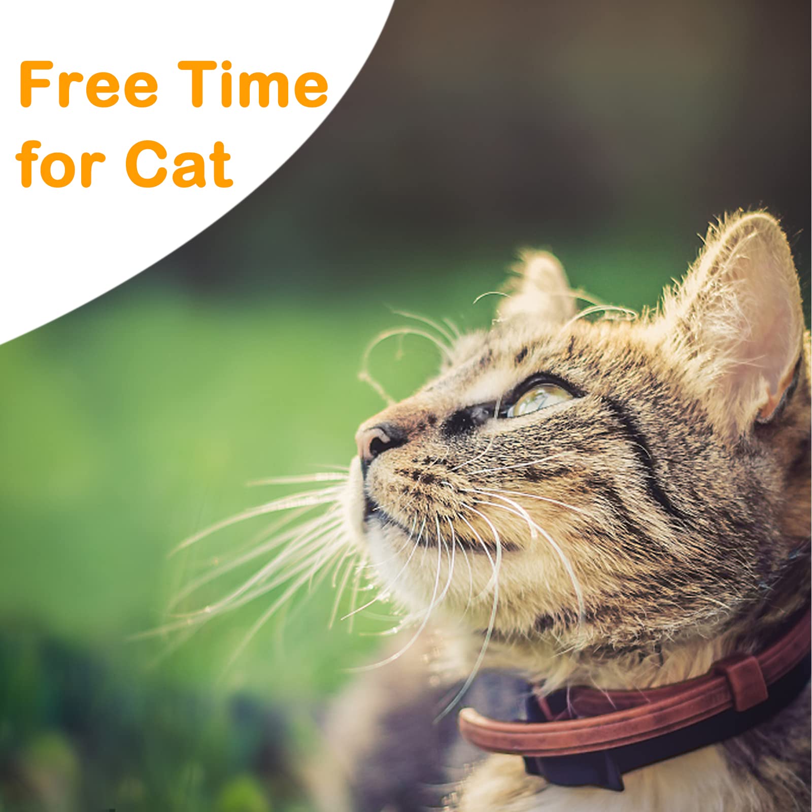 NEOGULY cat-leash-off-leash-training-hiking enables controlled exploration on hikes.