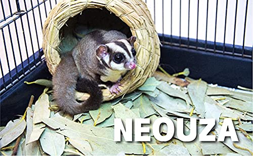 NEOUZA Enrichment image shows natural play for sugar gliders