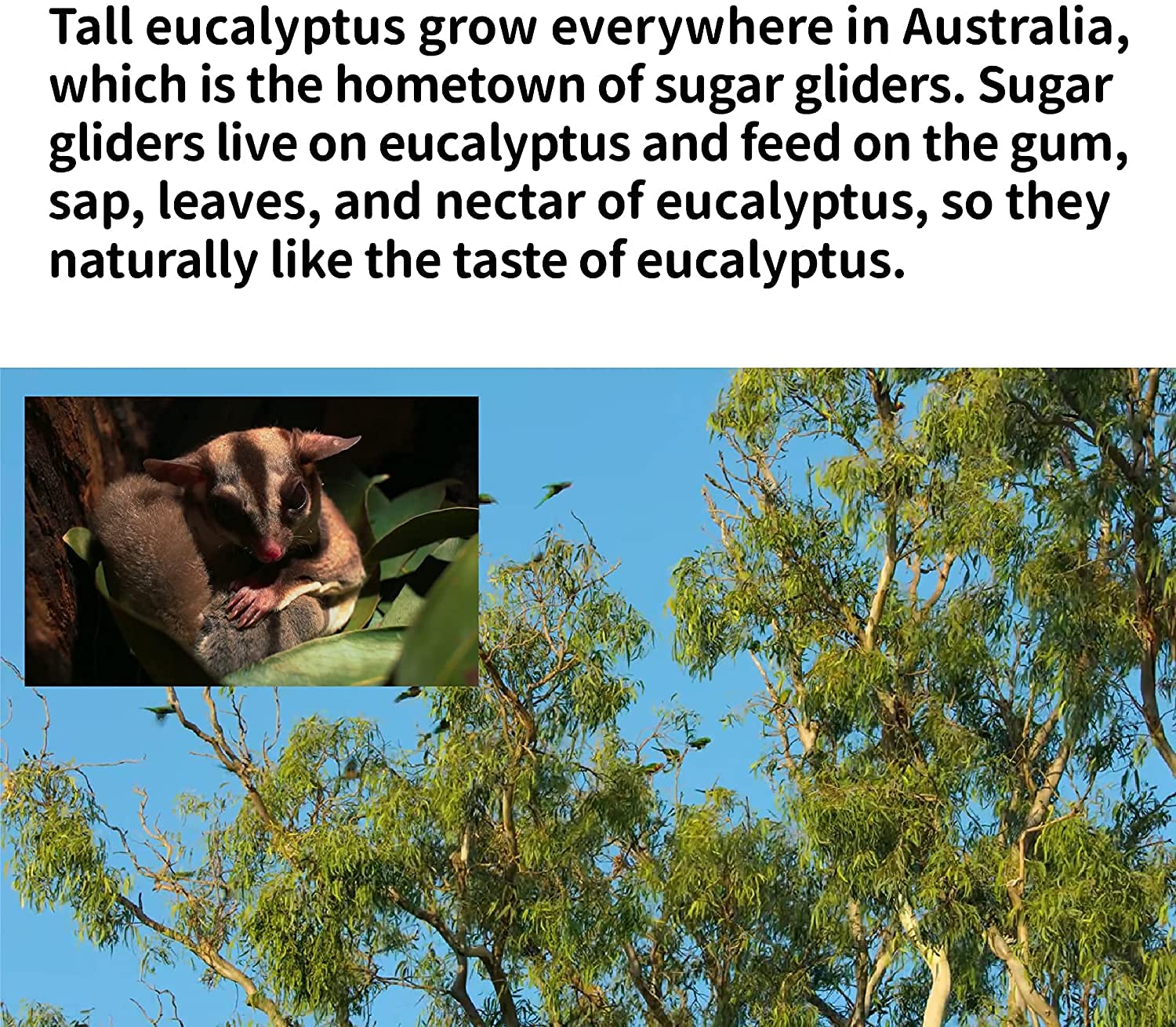 NEOUZA Sugar Glider habitat aroma with eucalyptus for enrichment