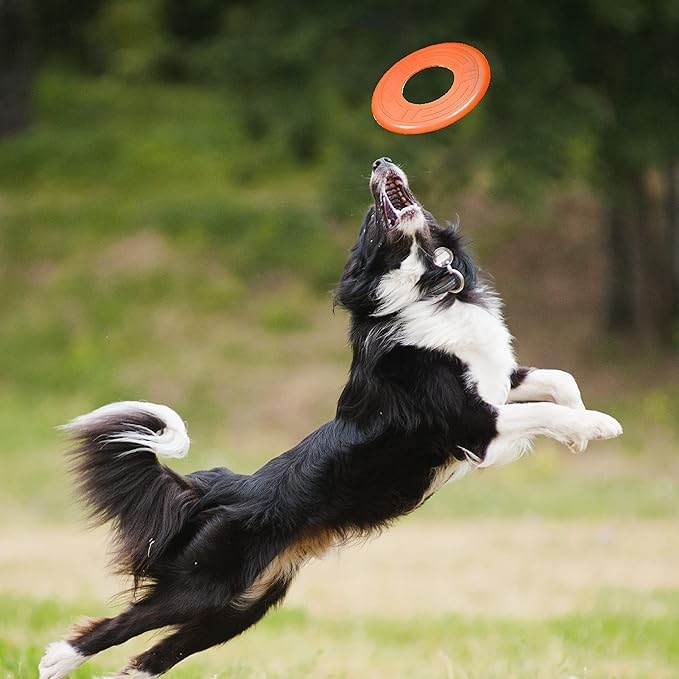 Nerf Dog Atomic Flyer orange disc safety and durability check during playtime.