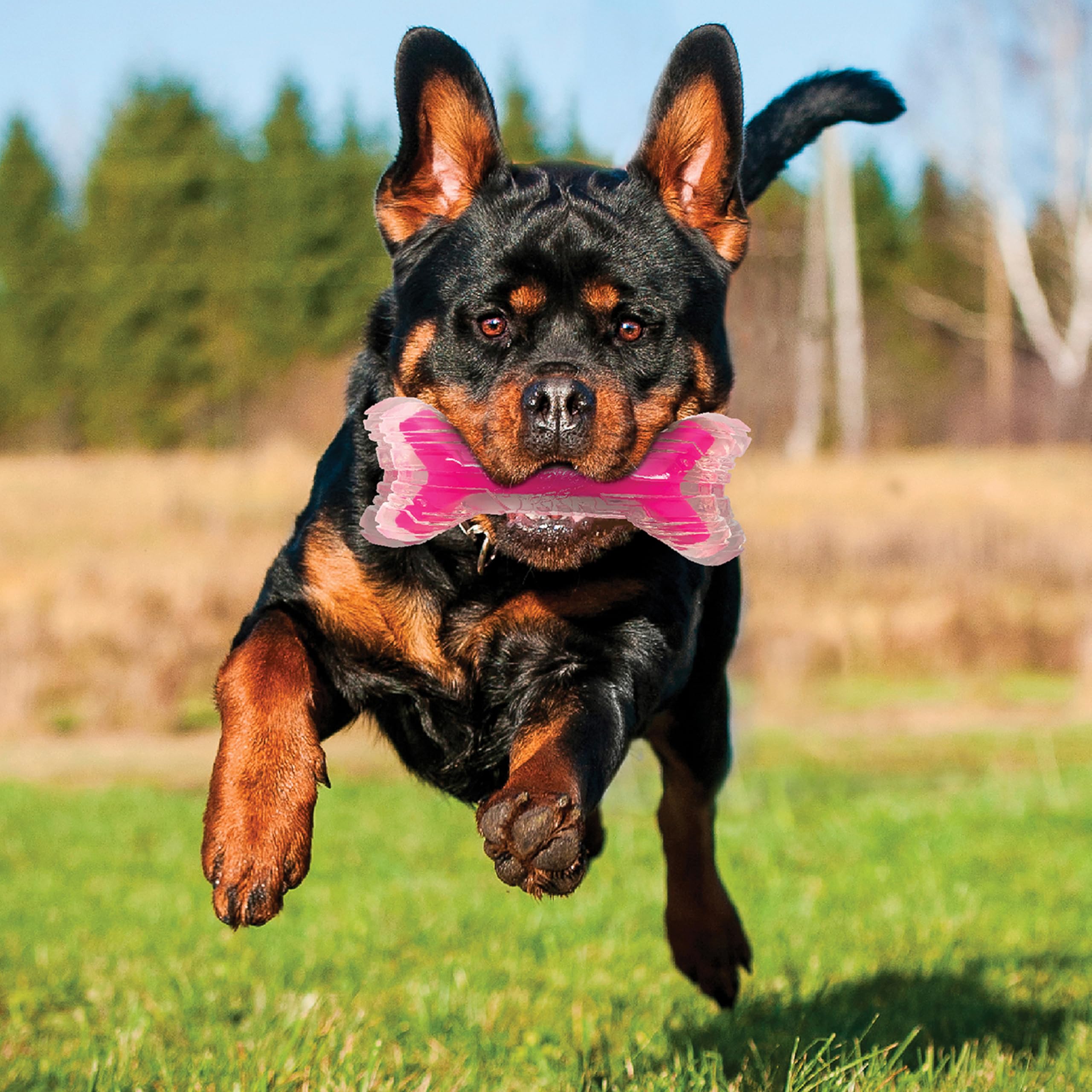Nerf Dog bacon SuperScent bone solid core closeup enhances chewing durability