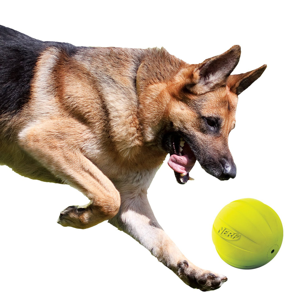 Nerf Dog rubber ball safety-tested toy for family fun.