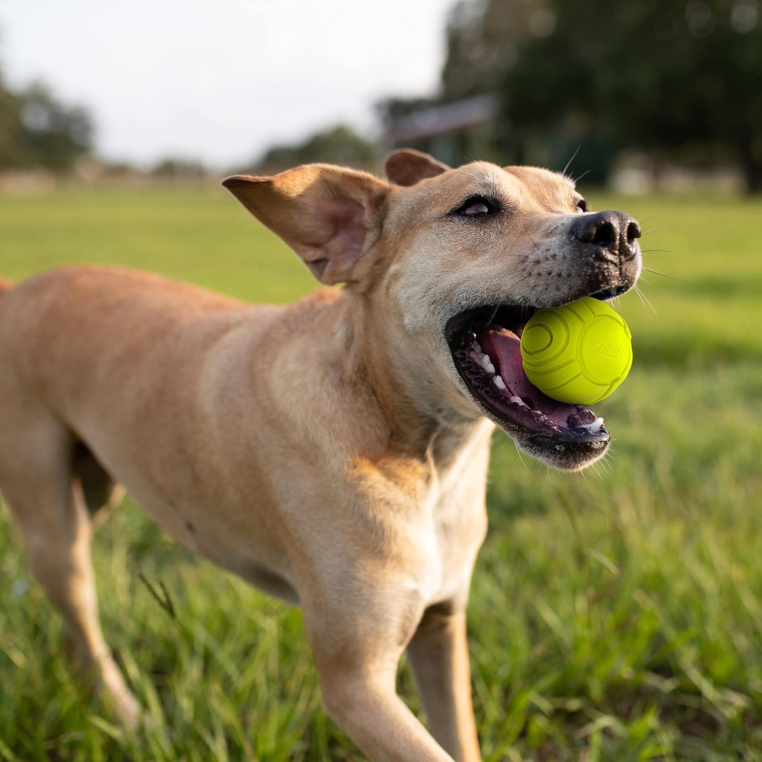 Nerf Dog Sonic Ball being used for training and fetch, lightweight and durable.