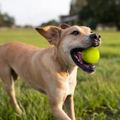 Nerf Dog Sonic Ball being used for training and fetch, lightweight and durable.