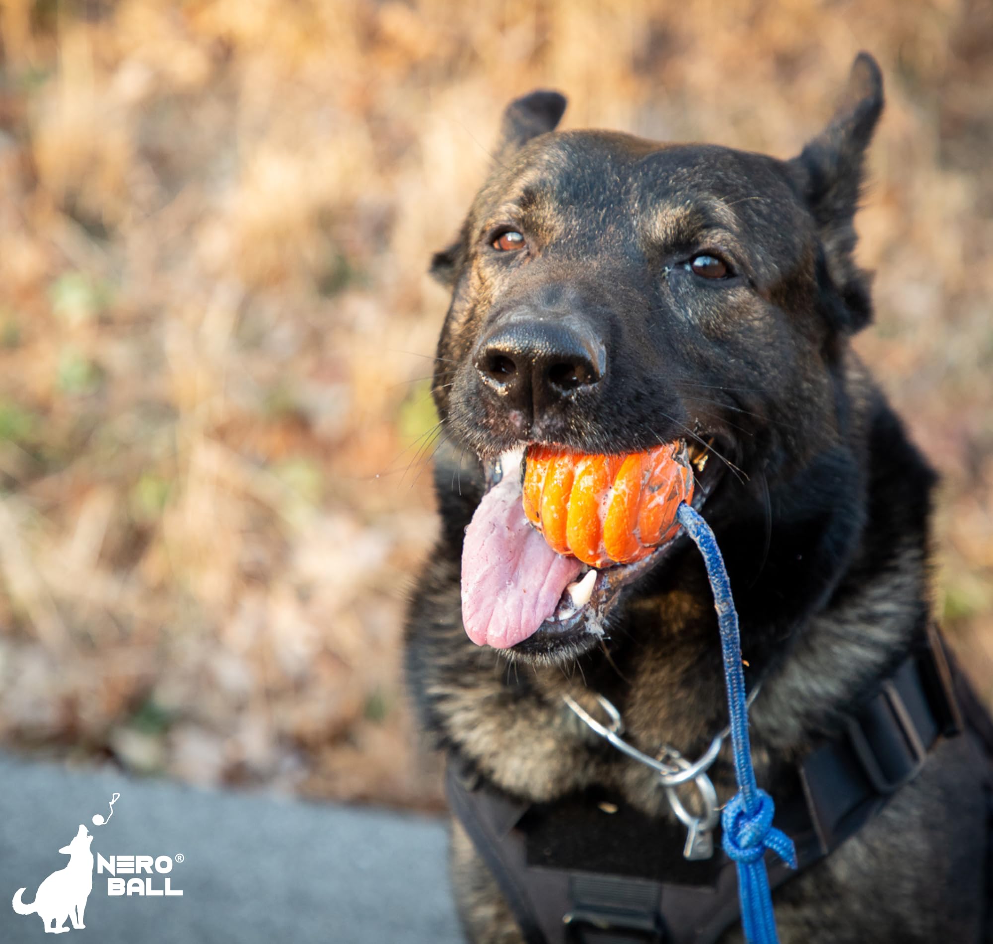 Nero Ball Pro supporting K-9 charity donations from sales.