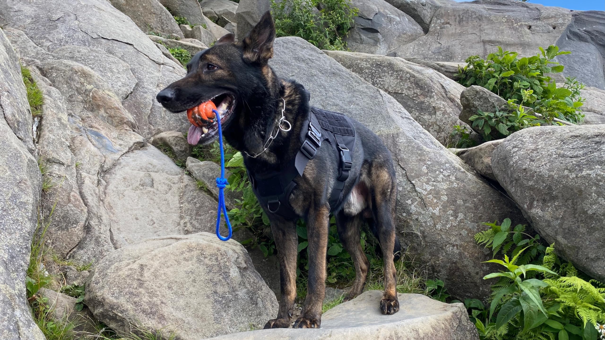 Nero Ball Pro aiding detection training drill with quick release reward.