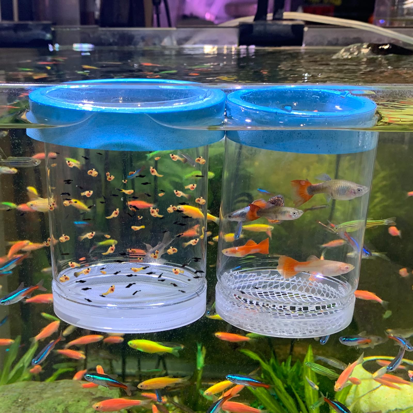 NestBasics fish breeder box with floating design showing stable suspension above a tank