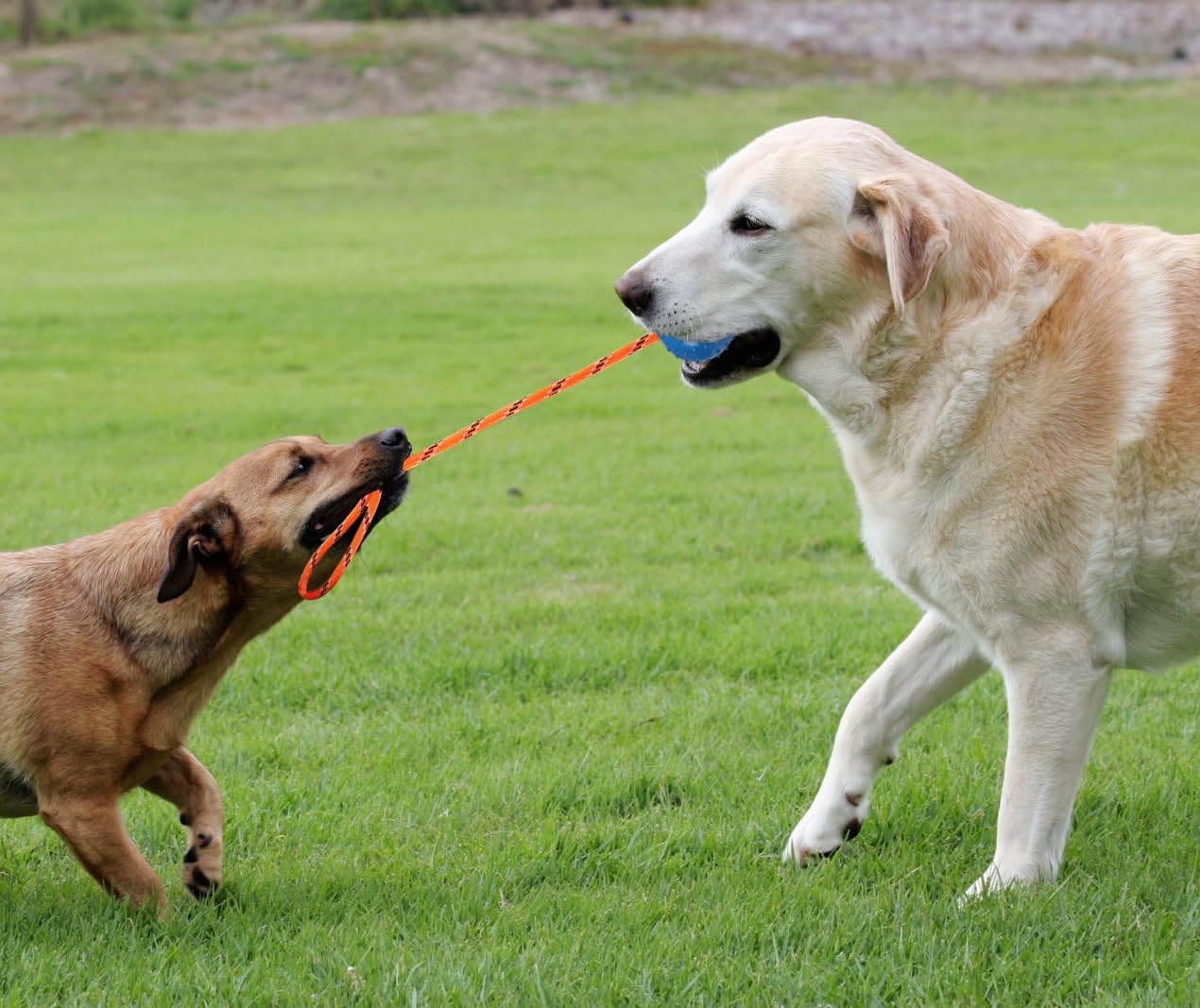Nevperish durable rope design supports longer throws and tug sessions