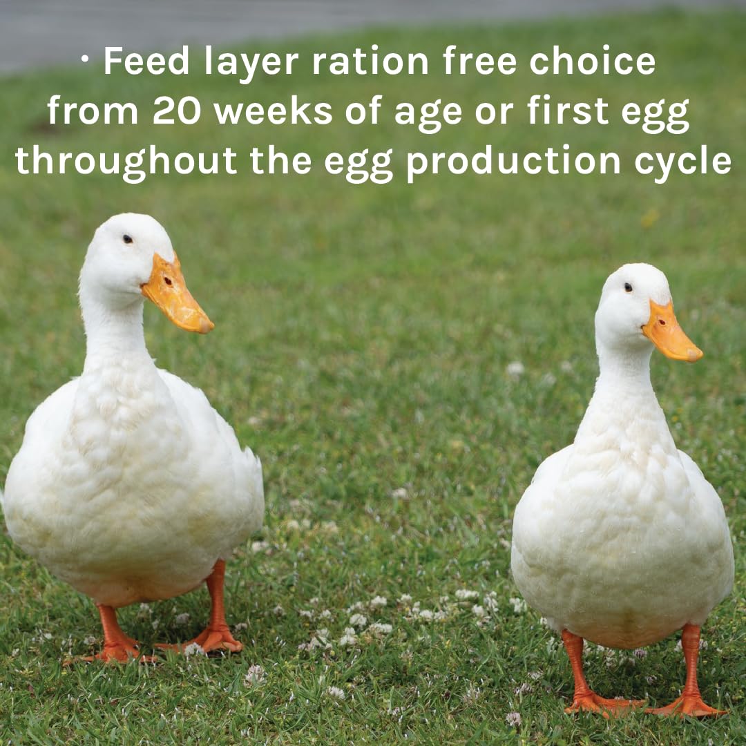 New Country Organics duck layer feed boosts egg production quality.