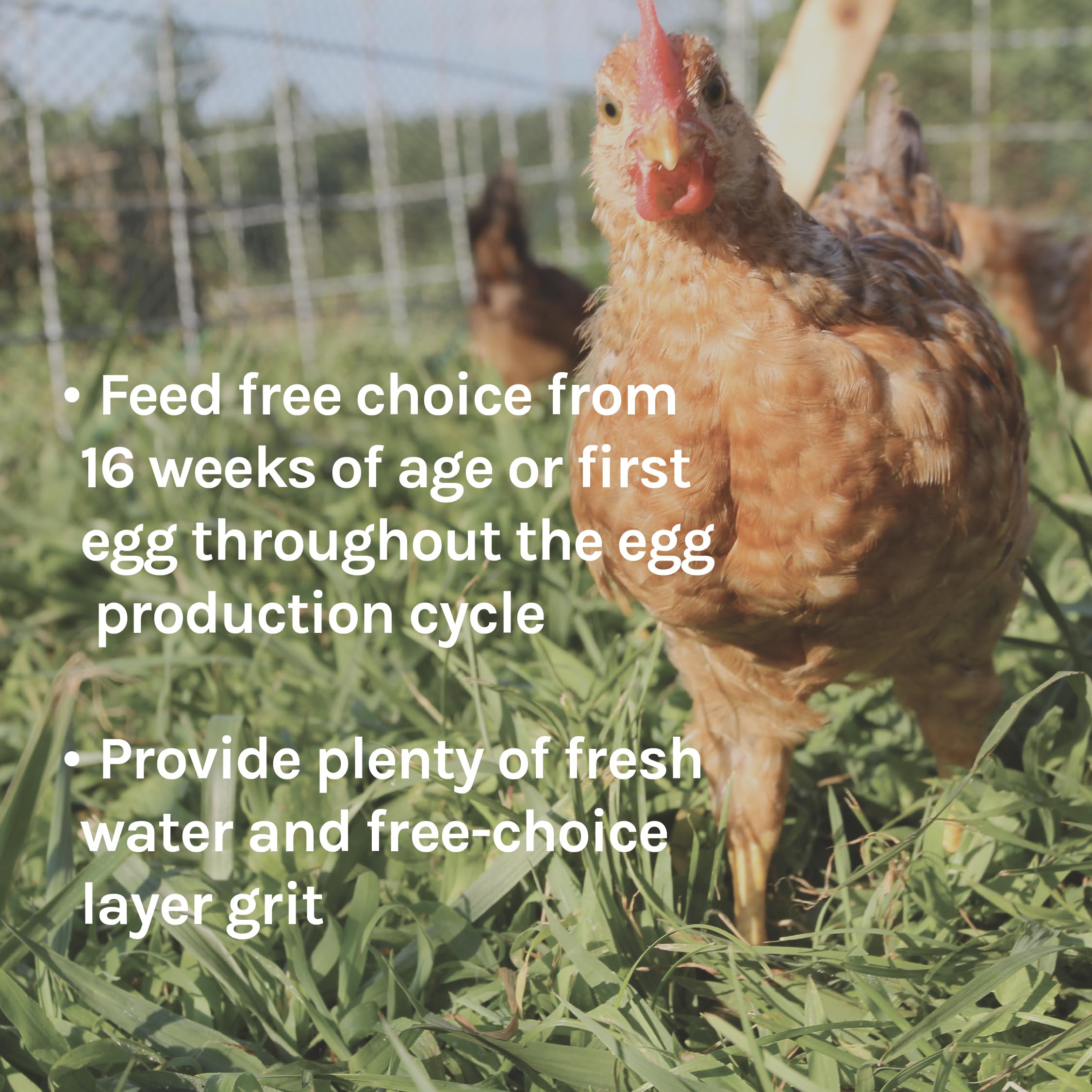 Eggs and hens on a farm using New Country Organics feed.