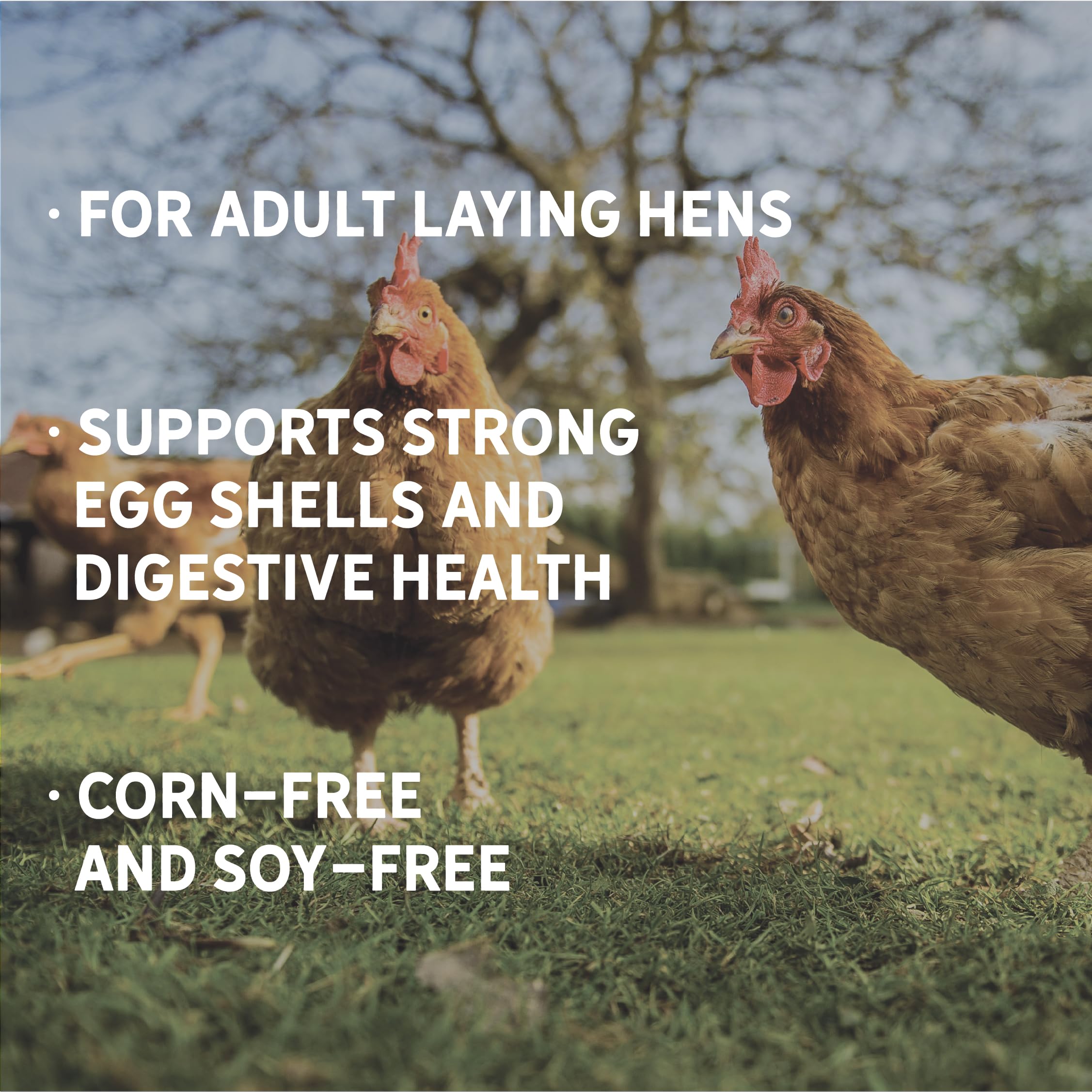 Probiotics and kelp enriched New Country Organics feed promoting healthy digestion.
