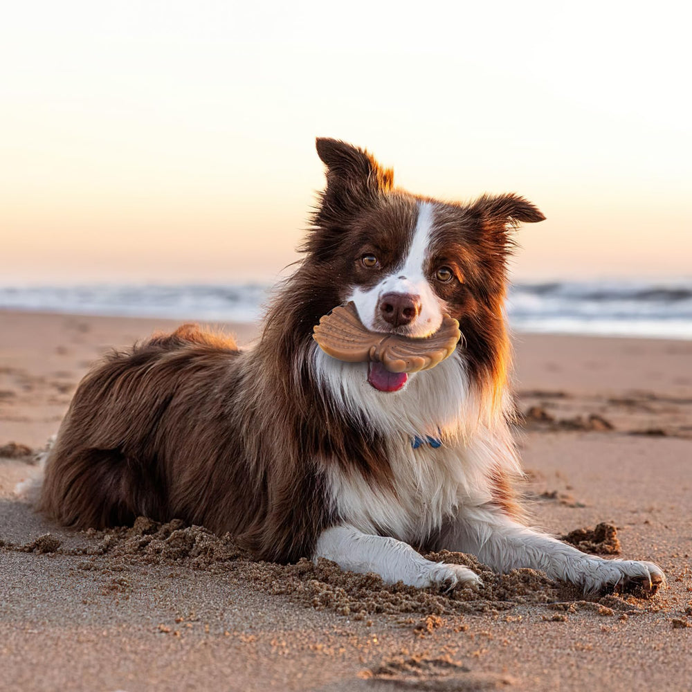 NEZIN dog chew toys outdoor play ready for yard or park.